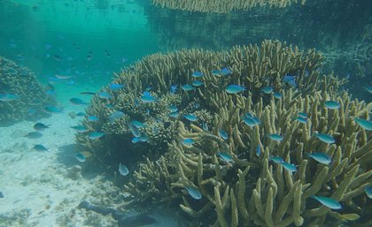 Water in the Great Barrier Reef was much dirtier eight thousand years ago. Image: Gregory Webb Fish swimming around coral on Heron Reef